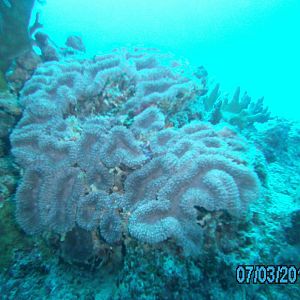 Australia_Underwater_2012_560