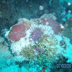 Australia_Underwater_2012_561