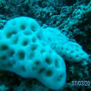 Australia_Underwater_2012_562