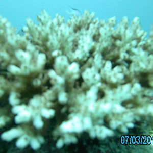 Australia_Underwater_2012_565