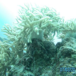 Australia_Underwater_2012_566