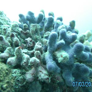 Australia_Underwater_2012_567