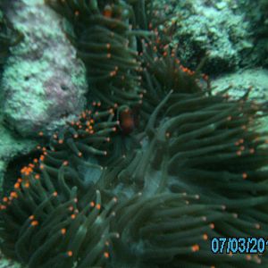 Australia_Underwater_2012_570