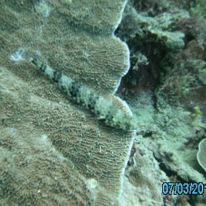 Australia_Underwater_2012_572