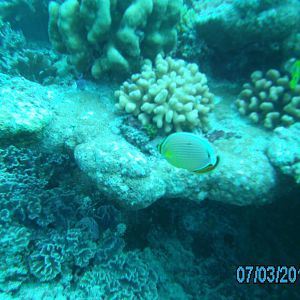 Australia_Underwater_2012_594