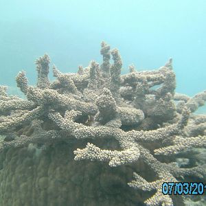 Australia_Underwater_2012_602