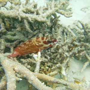 Australia_Underwater_2012_603