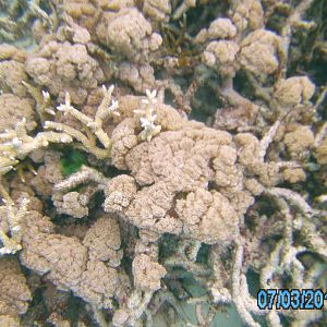 Australia_Underwater_2012_605