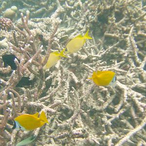 Australia_Underwater_2012_607