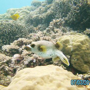 Australia_Underwater_2012_609