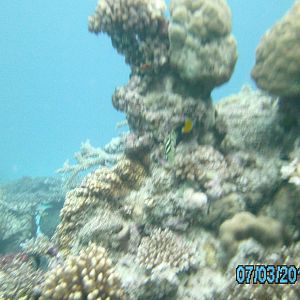 Australia_Underwater_2012_611