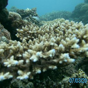 Australia_Underwater_2012_612
