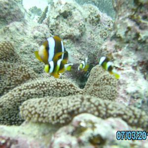 Australia_Underwater_2012_614