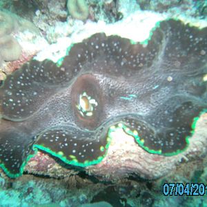 Australia_Underwater_2012_624