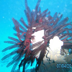 Australia_Underwater_2012_633