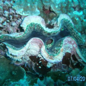 Australia_Underwater_2012_635