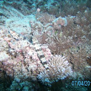 Australia_Underwater_2012_642