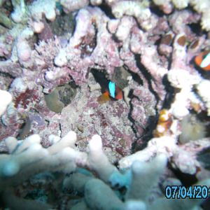 Australia_Underwater_2012_647