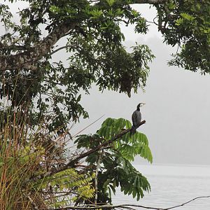 Australia Surface Intervals