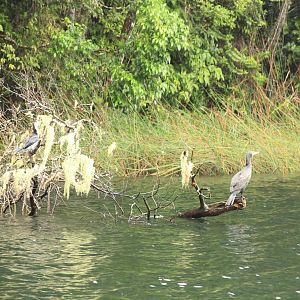 Australia Surface Intervals