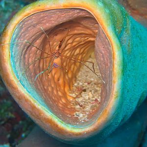 Cleaner_Shrimp-0506