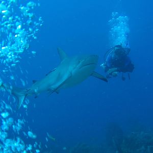 Close encounter with shark