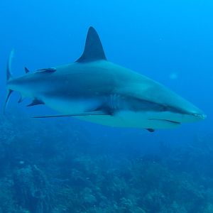 Shark_Dive-0583