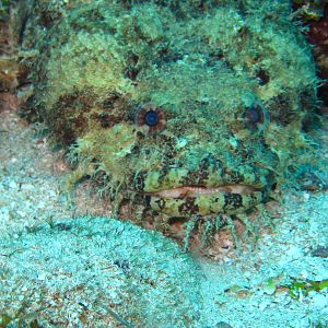Large Eye Toadfish-0678