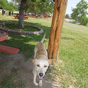 Bugle, the 288 Lake pooch