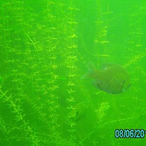 Lake 288 - August 2012