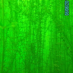 Lake 288 - August 2012