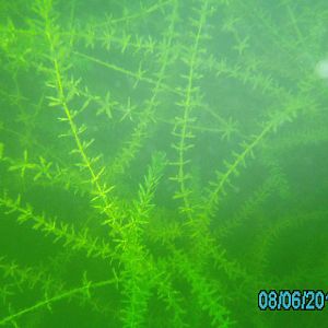 Lake 288 - August 2012