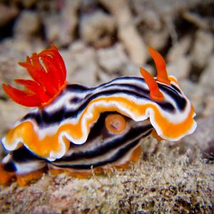 chromodoris magnifica nudibranch