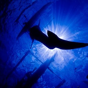 whaleshark silhouette