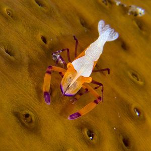 Periclemenses Imperator Shrimp