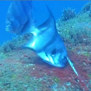 Spade cleaning itself