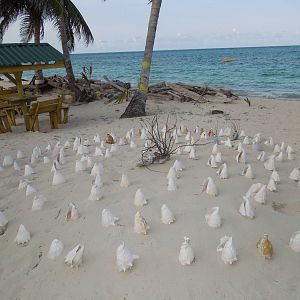 shell game
