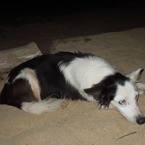 a dog's life