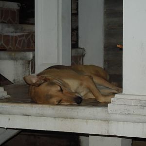 tuckered out