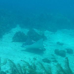 Eagle ray