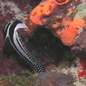 Adult drum