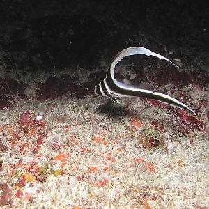 juvenile drum