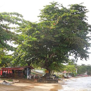 dining under the giant almond tree