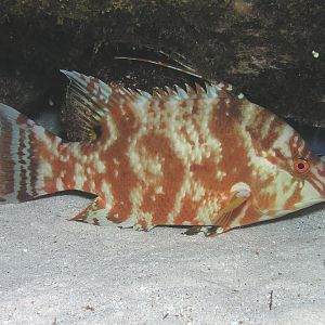Hogfish, sponsored by Bass Pro Shop