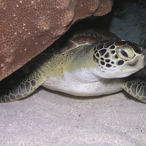 tortuga