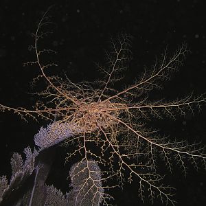 basket star