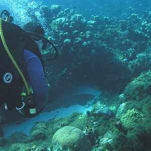 McLot spies a shark