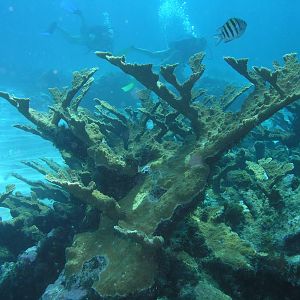 reef view