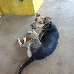 "Trouble" - one of the beach bar dogs