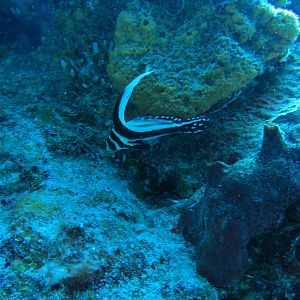 Juvenile Drum Cozumel